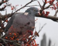 Woodpigeon_Torry_171118a.jpg