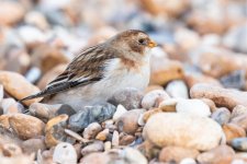 Snow Bunting 1.jpg