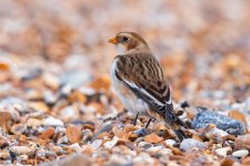 Snow Bunting 2.jpg