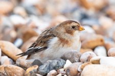 Snow Bunting 3.jpg