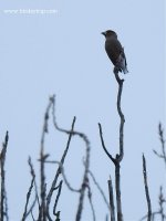 2019.02.21 Hawfinch.jpg