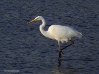 2019.02.21 Great White Egret.JPG