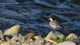 2019.02.21 White Wagtail.JPG