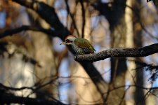 DSC03953 Japanese Green Woodpecker @ Karuizawa.jpg