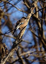 DSC03956 Eurasian Jay @ Karuizawa.jpg