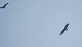 DSC04031 Eastern Imperial Eagle  @ San Tin.jpg