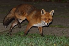 20190108 (35)_Red_Fox.JPG