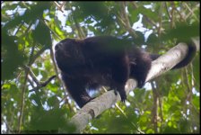 Alouatta-pigra_001.jpg