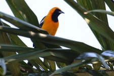 00000 Oriole - AAA - Mexico Riviera Maya - 18Oct25 - 02-4255.jpg