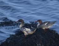 Goosander_Girdle Ness_211018a.jpg