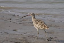 Far Eastern Curlew.jpg