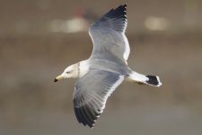 Black-Tailed Gull (2).jpg