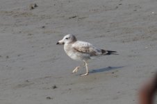 Black-Tailed Gull (1st winter).jpg