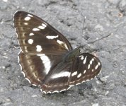 0747 Limenitis amphyssa Tangjiahae 29-5-18x.jpg