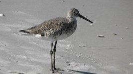 Willet(1).jpg