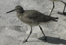 Willet(3).jpg