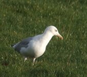 Gull0246.jpg