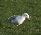 Gull1009.jpg