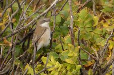 SYLCURssp_20181009_Helgoland_b.jpg