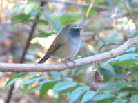 Rufous-gorgeted Flycatcher.jpg