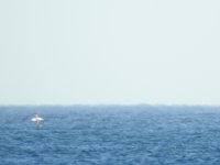 Seabird25Feb2019_SWVictoria_4.jpg