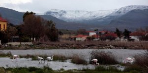 Poly Pans Flamingoes Petros Tsakmakis 240219.JPG