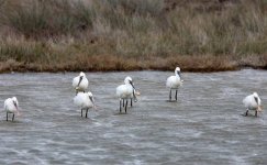 spoonbill (Platalea leucorodia) Petros Tsakmakis 240219.JPG