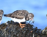 Turnstone_Girdle Ness_181118a.jpg