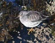 Purple Sandpiper_Girdle Ness_181118a.jpg