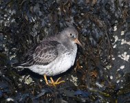 Purple Sandpiper_Girdle Ness_181118b.jpg