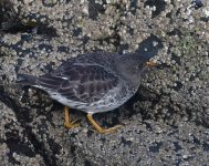 Purple Sandpiper_Girdle Ness_181118c.jpg