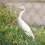 IMG_20181118_102015.jpg EGRET.jpg