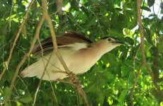 Nankeen Night-Heron au 2.jpg