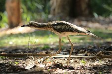 Bush Stone-Curlew au 1.jpg