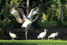 Black-necked Stork au 2.jpg