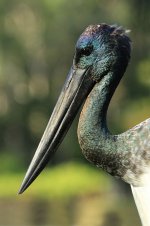 Black-necked Stork au 3.jpg