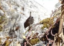 Brown dipper.jpg