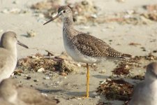 00a- Greater Yellow-legs 11-18-2018 Bunch Beach FM FL 1422.jpg