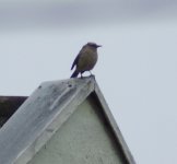 unidentified passerine (3).JPG