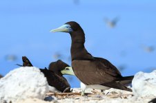 Brown Booby au 2.jpg