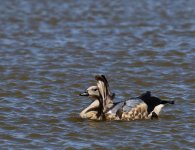 blue winged goose displaying.jpg