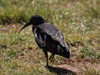 wattled ibis.jpg