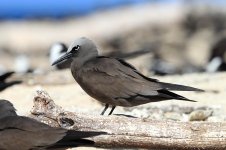 Common Noddy au 4.jpg