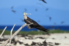 Great Frigatebird au 1.jpg