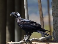 thick billed raven.jpg