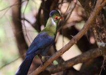 white cheeked turaco side view.jpg