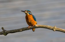 Kingfisher - Alcedo atthis A 2J4A6183.jpg