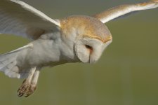 Barn Owl DSC_7062.jpg