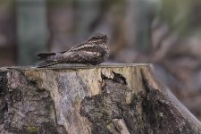 Nightjar DSC_6343.jpg