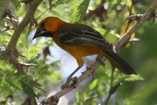 00000 Oriole - AAA - Mexico Riviera Maya - 18Nov01 - 09-8196.jpg